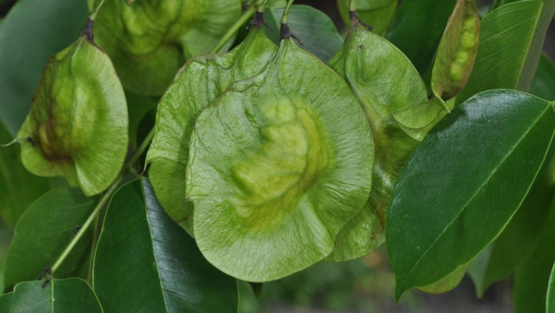 Cây Giáng hương ấn. Pterocarpus indicus Willd. - Cây Thuốc Nam Quanh Ta